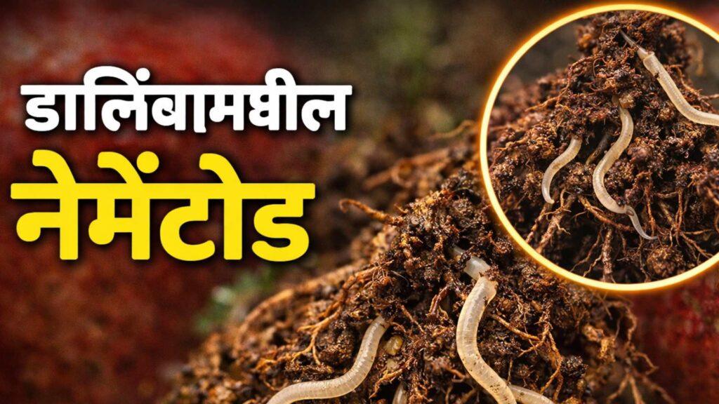 nematode in pomegrenate