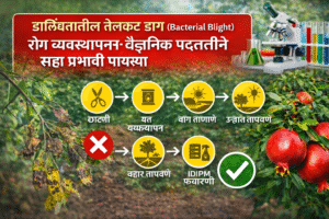 डाळिंबातील तेलकट डाग (Bacterial Blight) रोग व्यवस्थापन: वैज्ञानिक पद्धतीने सहा प्रभावी पायऱ्या